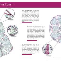 Microscopic images of a pine cone put onto a poster