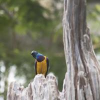 A picture of Hildebrandt`s Starling perched on a tree stump