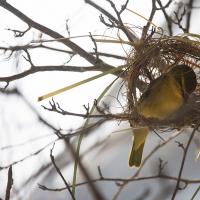 A picture of a yellow weaver bird sitting in its nest