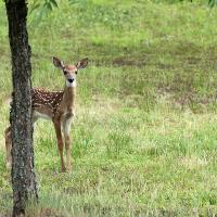 A picture of a new North American Whitetail fawn