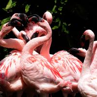 Flamingos fighting each other in big flock