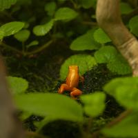 A golden mantella sitting getting ready to hop