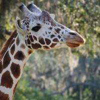 A head shot of a Masai giraffe