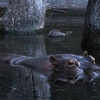 A Nile hippopotamus in the water