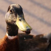 A drake Mallard duck close up of head