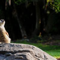 A meerkat sitting on a rock looking towards the sun