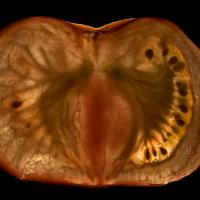 Picture of a tomato slice showing seeds and outline